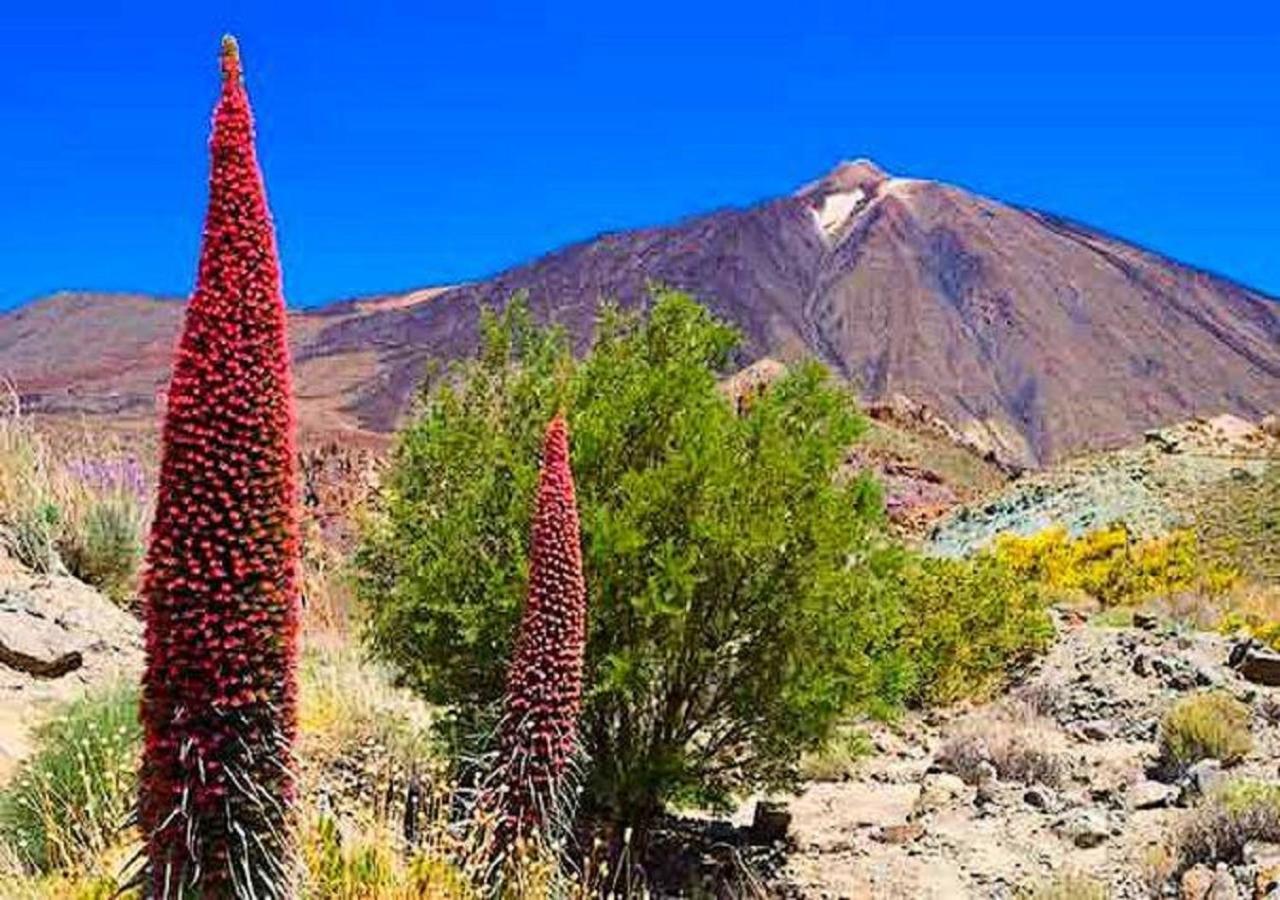 Buena Vibra Tenerife Sur Playa de las Americas (Tenerife) Exterior foto